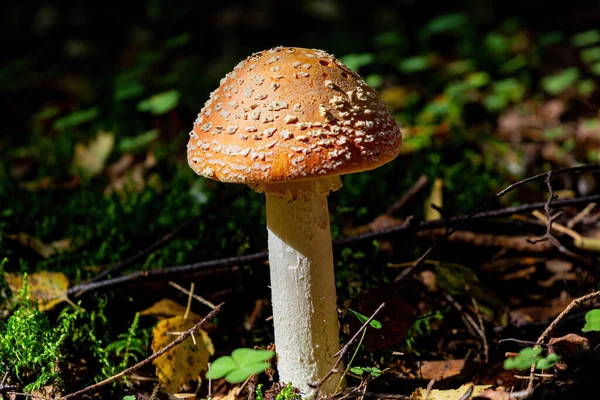 Gyönyörű Narancs Gomba Légy Agaric Erdőben — Stock Fotó