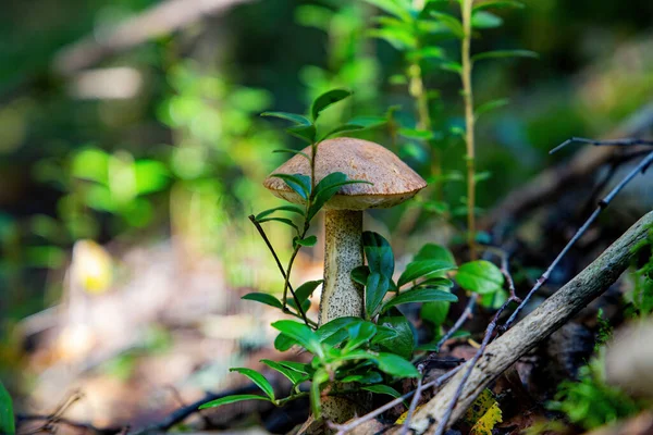 五彩斑斓的蘑菇在森林的树枝间摇曳 — 图库照片