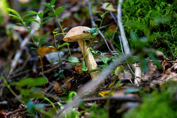 Színes Gomba Boletus Erdőben — Stock Fotó