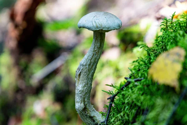 森林中的分枝间的蘑菇豆科植物 — 图库照片