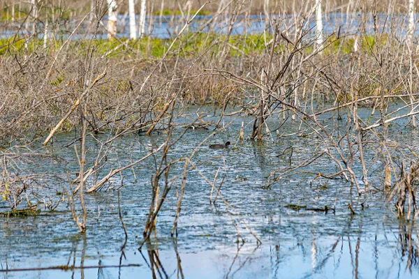 Bunte Landschaft Mit Blick Auf Eine Ente Gebüsch Wasser — Stockfoto