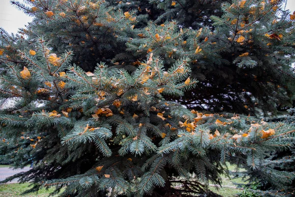 Autumn Landscape Yellow Leaves Blue Spruce — Stock Photo, Image