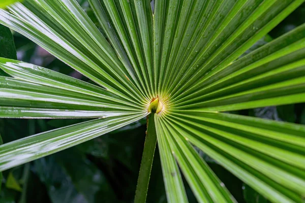 Palmblätter Mit Wassertropfen Großaufnahme — Stockfoto