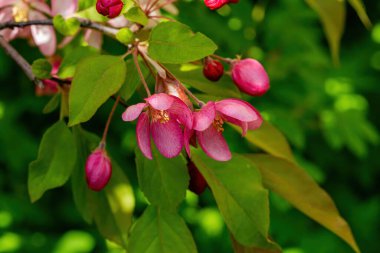  Kırmızı Elma çiçeği. Yakın plan.