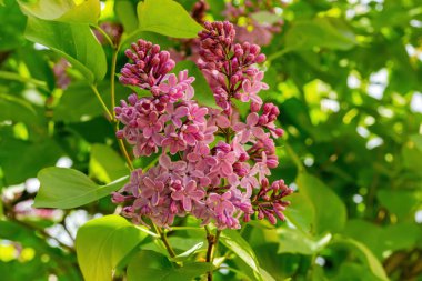 Leylak çalıları yakın plan.