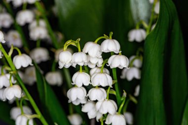 Vadideki Zambak 'ın güzel çiçekleri .