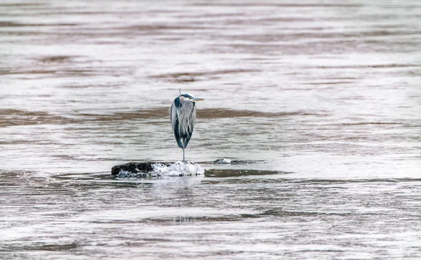 Great Blue Heron på en frusen sjö — Stockfoto