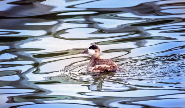 Ruddy Duck swiimming i en damm med höst reflektioner — Stockfoto