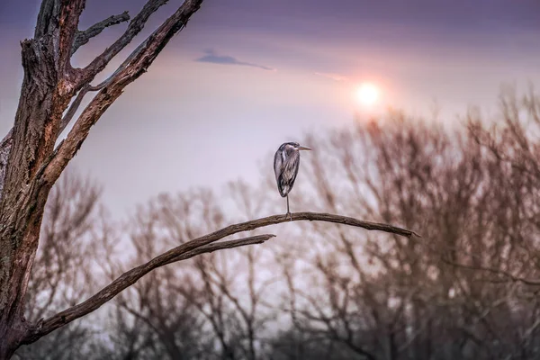 Czapla Modra na gałęzi drzewa martwe o zachodzie słońca — Zdjęcie stockowe