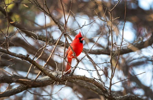 Cardinal nord en hiver — Photo