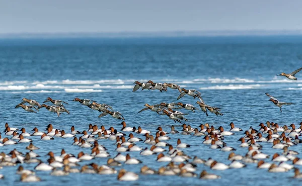 Flock Canvasback ducks på Chesapeake bay i Maryland — Stockfoto
