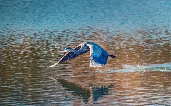 Büyük mavi balıkçıl uçan su üzerinde düşük — Stok fotoğraf