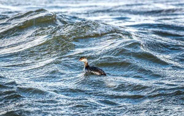 Horned Grebe nadando na Baía de Chesapeake — Fotografia de Stock