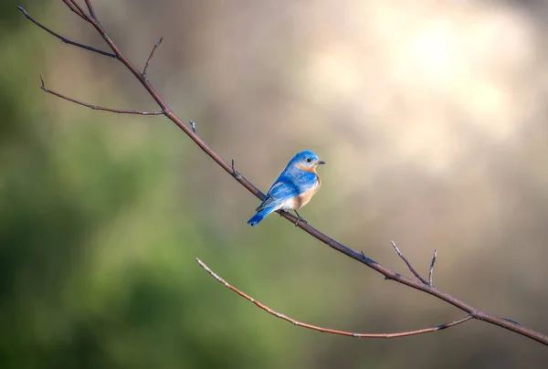 Bir ağaç dalı güneş ışığı altında mavi kuş tünemiş — Stok fotoğraf