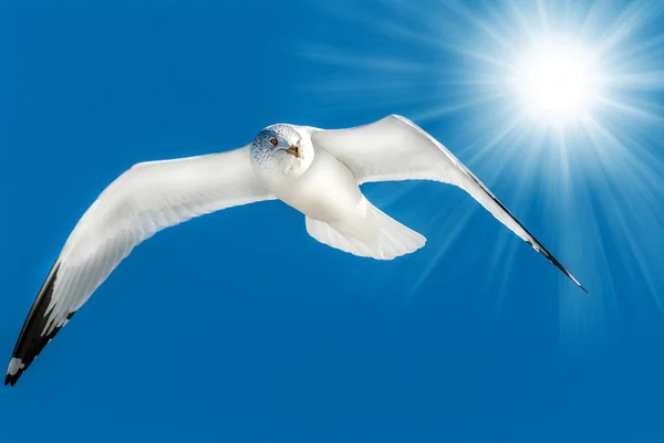 Möwe fliegt in blauem Himmel mit Sonnenstrahlen — Stockfoto