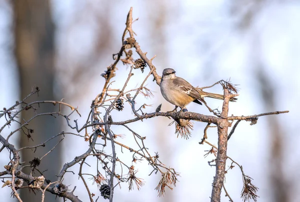 Mockingbird perched on a tree branch on a sunny Winter day — Stock Photo, Image