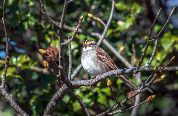 Weißkehlsperling hockt im Frühjahr auf Ast — Stockfoto