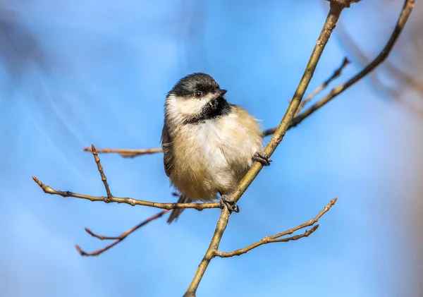 Μαύρο στεφθεί Chickadee στο φως του ήλιου σε ένα υποκατάστημα — Φωτογραφία Αρχείου