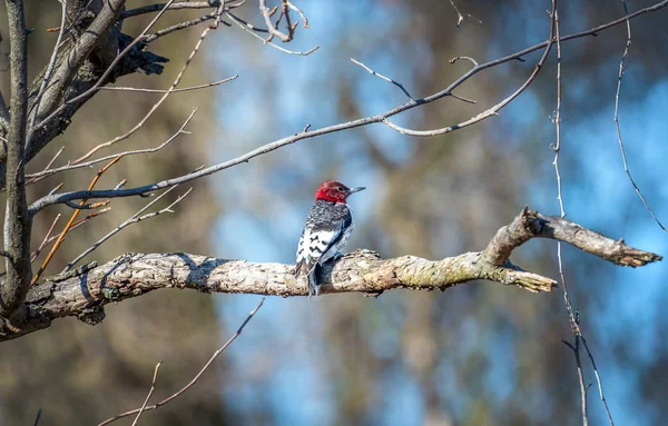 Pic à tête rouge sur une branche de chêne un jour de printemps — Photo