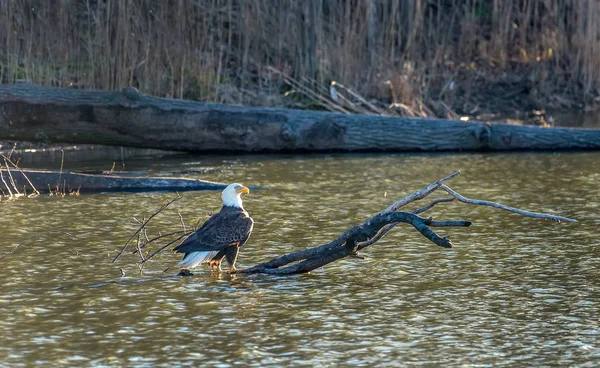 Bald Eagle njuter av solljus på en stock i en damm — Stockfoto