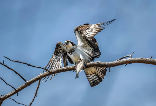 Osprey w drzewie trzyma rybę w szpony — Zdjęcie stockowe