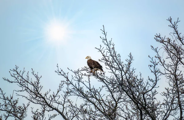 Kel kartal ağaçta güneş ışığı zevk — Stok fotoğraf