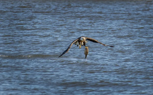 Águia Careca pegando um peixe grande — Fotografia de Stock