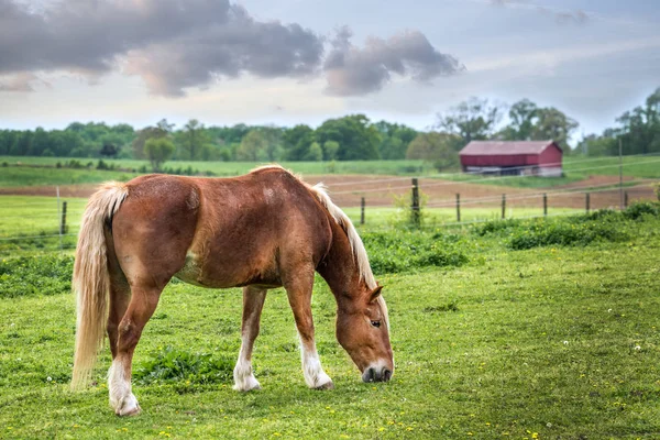 Άλογο που βόσκει σε ένα πεδίο σε ένα αγρόκτημα Maryland άνοιξη — Φωτογραφία Αρχείου