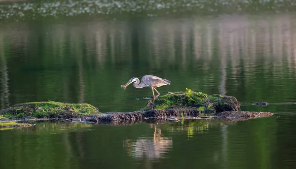 Büyük mavi balıkçıl Chesapeake Körfezi üzerinde bir su birikintisi bir balık yakalamak