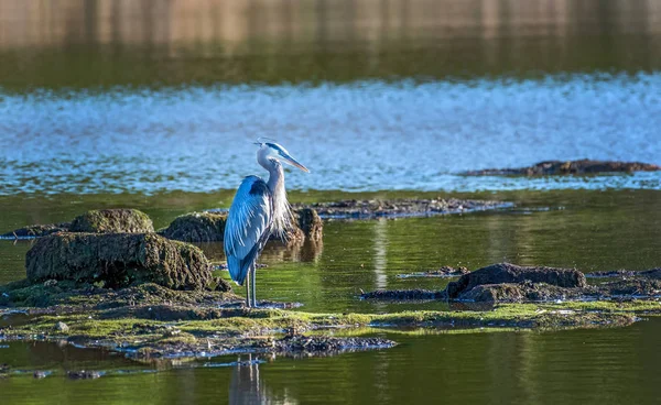 Großer blauer Reiher steht in einem Chesapeake Bay Teich auf einem sonnigen da — Stockfoto
