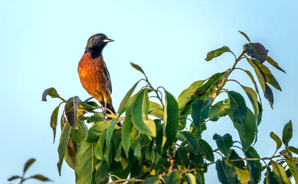 Obstgarten Pirol Singvogel hockt auf einem Busch — Stockfoto