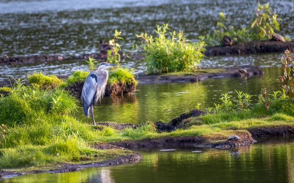 Volavka velká stojící na ostrově v Chesapeake Bay — Stock fotografie