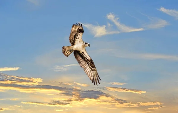 Osprey soaring fölött egy sunst — Stock Fotó