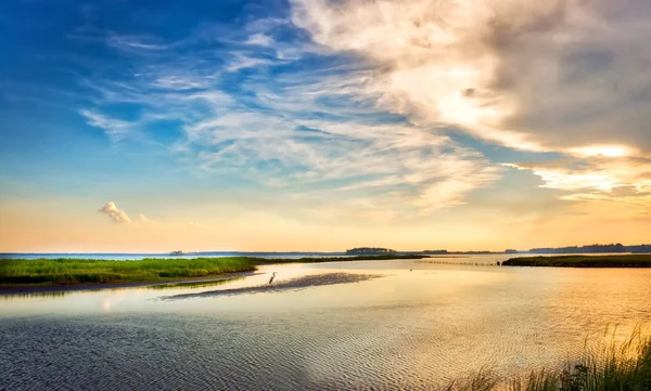 Great Blue Heron desfrutando de um pôr do sol dourado Chesapeake Bay — Fotografia de Stock