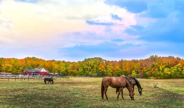 Autumn landscape of horses grazing on a Maryland farm wth Fall c — Stock Photo, Image