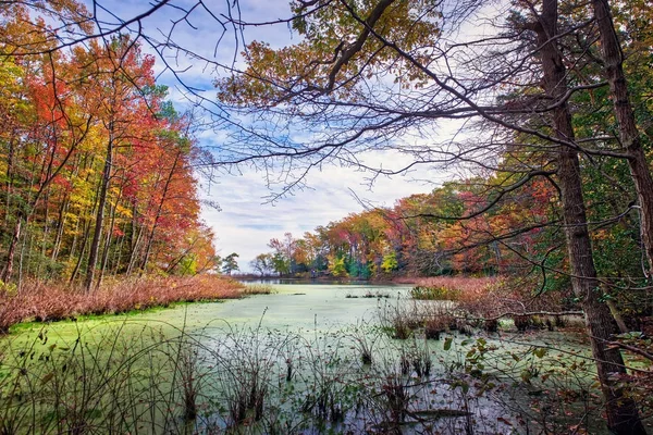 Podzimní pohled skrz stromy jezera Chesapeake Bay — Stock fotografie