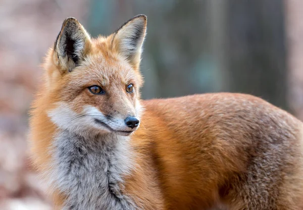 野生のキタキツネの肖像画 — ストック写真