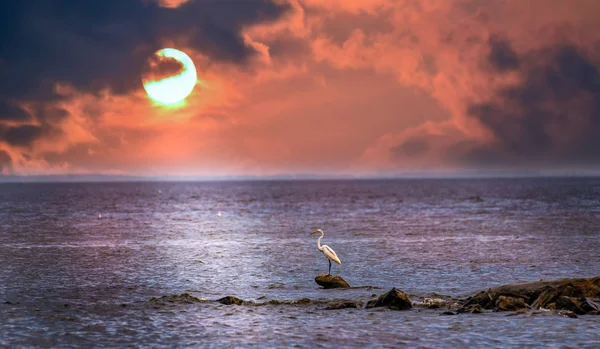 Chesapeake Körfezi üzerinde bir güzel gün batımını izlemek büyük ak balıkçıl