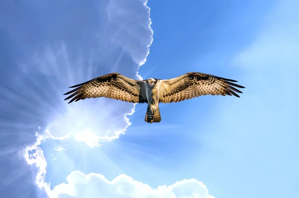 Osprey volando en cielo nublado con rayos de sol bajo el ala — Foto de Stock