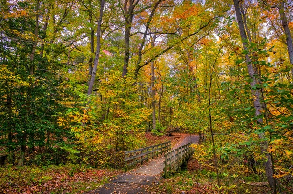 Ponte pedestre de madeira idílica em uma floresta durante o outono com Fal — Fotografia de Stock