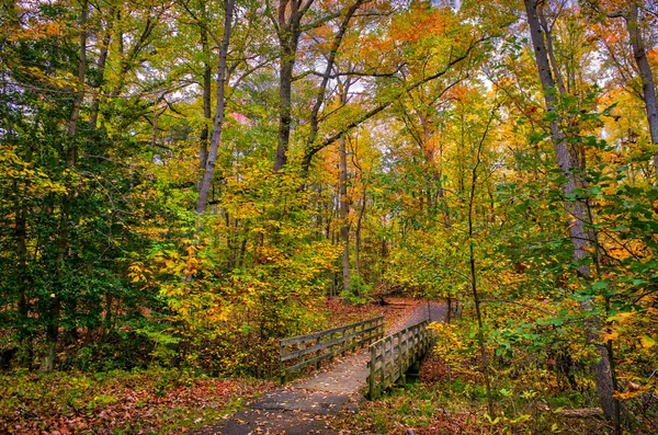 Idyllische houten voet brug in een bos in het najaar met Fal — Stockfoto