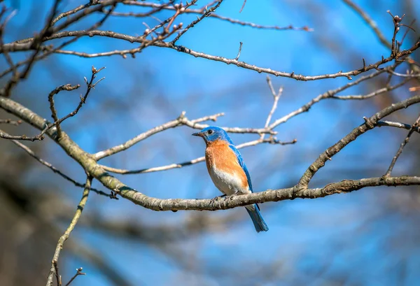 Bluebird ตะวันออกที่มีสีสันตั้งอยู่บนกิ่งไม้ในฤดูใบไม้ผลิ — ภาพถ่ายสต็อก