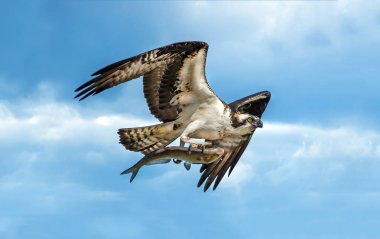Osprey flying with large fish in talons clipart