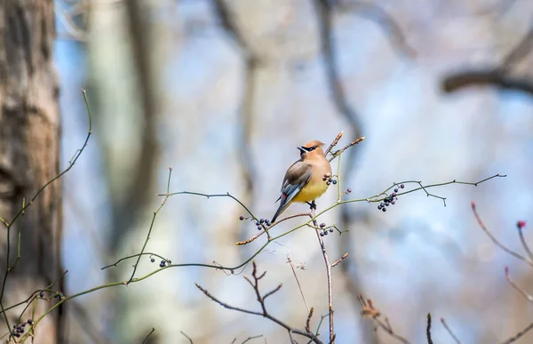Zedernwachsvogel in einem Busch mit Beeren im Frühling — Stockfoto