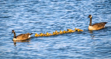 Chesapeake Bay Maryland gurur ebeveynleri ile bahar antrenmanlarına sırasında altın bebek kaz sürüsü