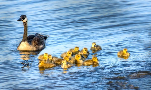 Flock Bedårande Gyllene Barn Gäss Våren Charm Med Sin Stolta — Stockfoto