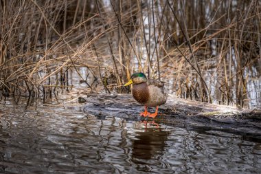 Yüksek Çözünürlük, Chesapeake Körfezi 'ndeki bir kütüğün üzerinde duran Mallard Duck' ın Kapanışını Detaylandırdı