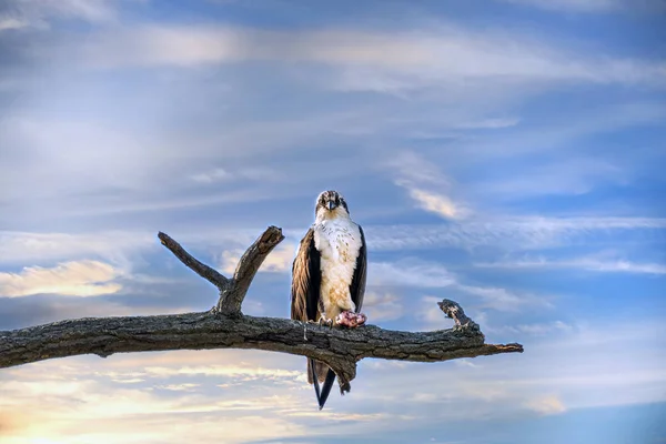 Osprey usiadł na kończynie drzewa przeciwko pięknemu niebu zachodu słońca — Zdjęcie stockowe