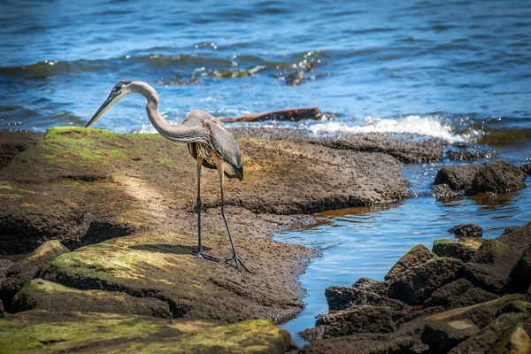 Great Blue Heron Procurando por comida em um molhe de rocha na Baía de Chesapeake — Fotografia de Stock