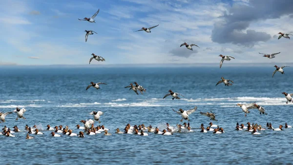 Σμήνη από σούρουπο Canvasback πετούν και το κολύμπι σε ένα παγωμένο κόλπο Chesapeake — Φωτογραφία Αρχείου